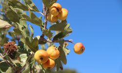 Alıçta hasat başladı