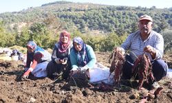 Ezberlerdeki patates algısını bozan tatlı patateste hasat zamanı