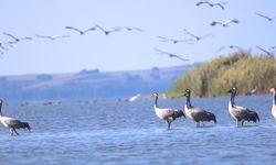 Göç eden turnalar mola verdi