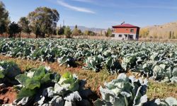 Kahramanmaraş'ta Rekor Lahana Hasadı