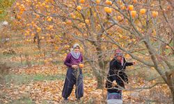 Kahramanmaraş’ta Hurmayı Üretici 25, Market 80 Liraya Satıyor