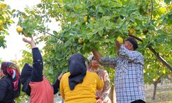 Lezzetiyle Öne Çıkan Kahramanmaraş Ayvası Hasat Ediliyor