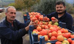 Üreticinin yüzü güldü: Kışın domates hasadı devam ediyor