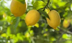 Kasım Ayında Fiyat Farkı Rekoru Limonun