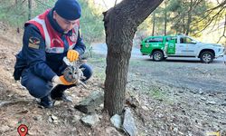 Kahramanmaraş'ta Yaralı Kuşlara Yardım Eli Uzandı