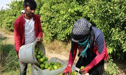 Suriyelilerin Dönüşü Tarım Sektörünü Zorluyor: Çiftçiler Uyarıyor