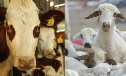 Hayvancılık Desteklerinde Yeni Düzenleme! Kesinti Oranlarına Güncelleme