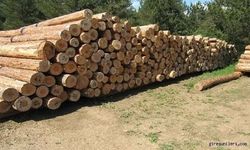 Ulusal Orman Envanteri Hazırlık Hizmeti Alınacaktır