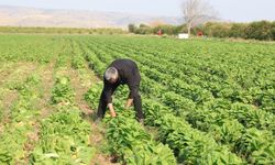 Marul Fiyatları Arasındaki Dev Fark: Üretici 5 TL, Manav 30 TL İstiyor