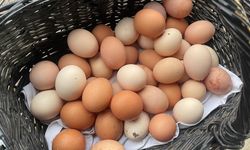 YUM-BİR: Yumurta fiyatlarını ABD artırıyor