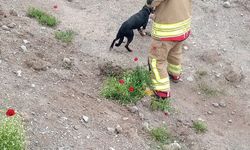 Erzin’de Kuyuya Düşen Köpek Kurtarıldı