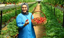 Kahramanmaraş'ta Topraksız Tarım Harikası! Vatandaşlar Çileği Dalından Topluyor!