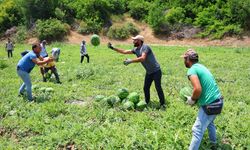 Adana Karpuzunda Hasat Sezonu Açıldı: Kilogram Fiyatı 20-24 TL