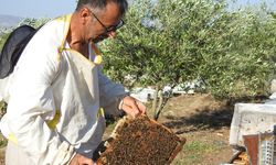 Annesi için başladı, 2 ton bal üretiyor: Gaziantepli arıcının hayat hikayesi