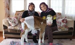 Annesi rahatsızlanan buzağı "Nisan" evde misafir ediliyor