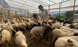 Gazipaşa’da Kurbanlık Denetimleri Sıkılaştı