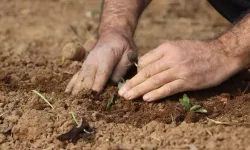 Kahramanmaraş’ta Topraktan Çıkan Altın, Salep Kilosu 3 Bin Lira Oldu