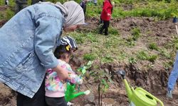 Koruyucu Aileler İçin 250 Ihlamur Fidanı