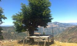 Maraş Ovasında Bin Yıllık Gelenek: Haymalar Yeniden Kuruluyor