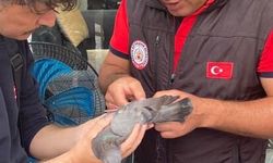 Mersin'de Çatıda Mahsur Kalan Güvercini İtfaiye Ekipleri Kurtardı