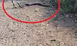 Erzin’de Yılanların Büyüleyici Dansı Kamerada: Doğanın Ritüeli Sosyal Medyada Gündem Oldu