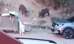 Hatay’da Aç Kalan Domuzlar Şehre İndi: Gıda Arayışı Kamerada