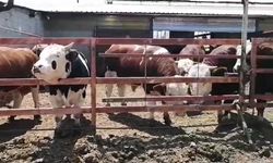 Isparta’da Kurban Hissesi Alan Vatandaş Umre Kazandı: Çifte Bayram Sevinci