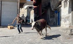 Kahramanmaraş’ta Kurbanınız Kaçarsa Bu Numarayı Arayın