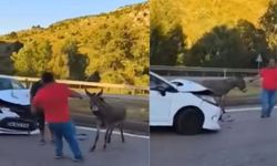 Kahramanmaraş'ta Otomobil Eşeğe Çarptı