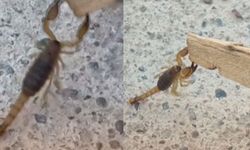 Kahramanmaraş'ta Zehirli Misafirler Evlere Girmeye Başladılar