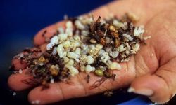 Karınca yumurtası yağı ne işe yarar?