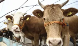 Kahramanmaraş'ta kurbanlık fiyatlarına indirim geldi!