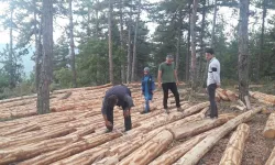 Göksun Orman İşletme Müdürlüğü 2025 Yılı Üretim Çalışmalarında Ölçme Değerlendirme Mesaha Hizmet Alım İşi