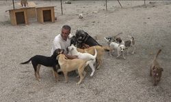 Osmaniye’de Gönüllülerden Hasta ve Yaşlı Sokak Hayvanlarına Koruma Alanı