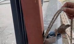 Osmaniye’de Mahsur Kalan Serçeye Nefes Oldular: Demir Kesilip Hayat Kurtarıldı