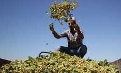 Tarım İşçileri İçin Kahramanmaraş’ta Yevmiye Ücretleri Açıklandı