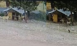 Kahramanmaraş'ta Sokak Köpekleri Tavuklara Saldırdı: 17 Tavuk Telef Oldu
