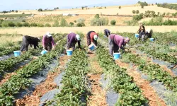 Kahramanmaraş’ta Çilek Hasadı Başladı
