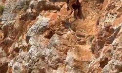 Alanya Kalesi Önünde Dağ Keçisi Kurtarma Operasyonu