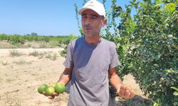 Çiftçiler Rekolte Düşüşü Endişesi Yaşıyor