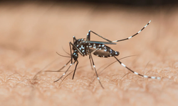Çin’de Chikungunya Virüsü Paniği Binlerce Vaka Bildirildi