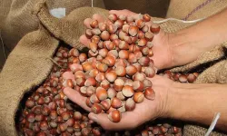 Fındık alım fiyatları açıklandı