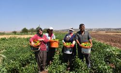 Gaziantep’te Domates, Patlıcan ve Biber Hasadı Başladı