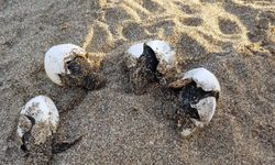Gazipaşa’da Caretta Caretta Yavrularının Denizle Zorlu Buluşması