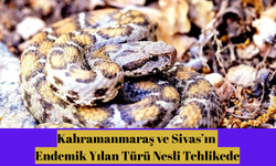 Kahramanmaraş ve Sivas’ın Endemik Yılan Türü Nesli Tehlikede