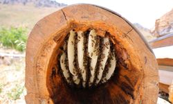 Engizek Yaylası’nda Ağaç Kütüğünden Altın Sarısı Bal