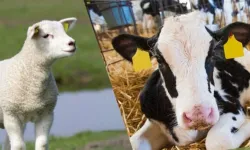Kahramanmaraşlı besiciler dikkat! Hayvancılık desteği için son 4 gün kaldı