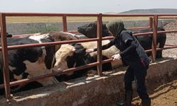 Kahramanmaraş’ta şap hastalığına karşı yoğun mücadele