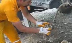 Osmaniye’de Orman Yangını Söndürüldü, Doğa ve Canlılar Korundu