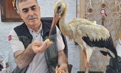 Yaralı leylek doğada bulundu, tedavi süreci başladı